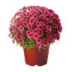 Image de POT CHRYSANTHEME - 2L6 - DIAM 19 - Filet de 120