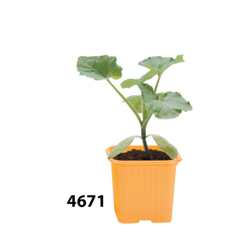 Image de Godets LEGERS CARRES  8x8x7 noir PN - P36 - carton de 1239