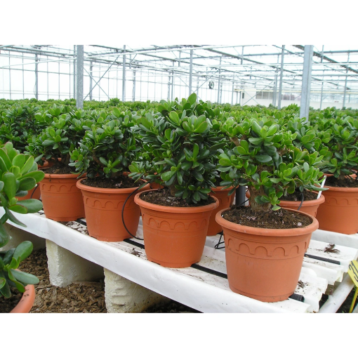 Image de Conteneurs ROMA 15 L - argile - Unité