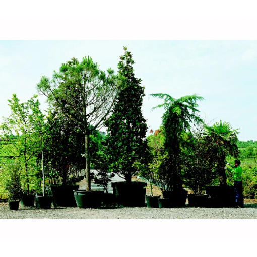 Image de Conteneurs BAS D37,7 X 26 cm 20 L - noir - L'unité