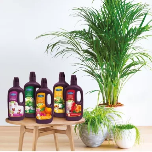 Image de Engrais Universel TOUT PRET - 1 L - Le bidon