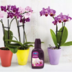 Image de Engrais ORCHIDEES SCOTTS - Bidon de 250 ml