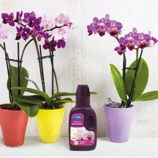 Image de Engrais ORCHIDEES SCOTTS - Bidon de 250 ml