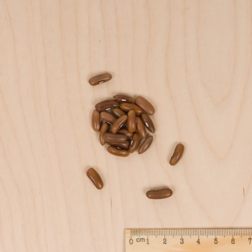 Image de HARICOT OXINEL VL 3 + 20G - Le sachet