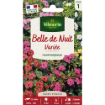 Image de BELLE de NUIT MIX VL 1 - Le sachet