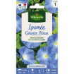 Image de IPOMEE GRDE FLEUR BLEUE VL 1 - Le sachet