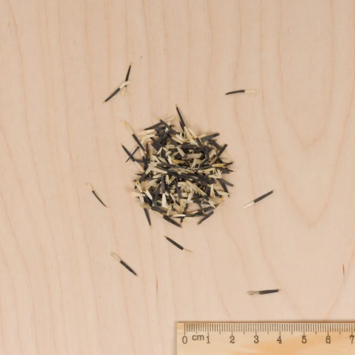 Image de OEILLET D'INDE GLOBE ORANGE VL 1 - Le sachet