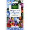 Image de FLEURS GRIMPANTES MIX VL2 - Le sachet
