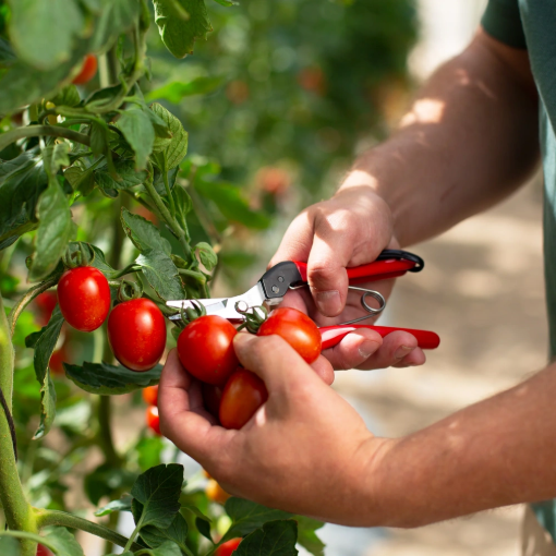 Image de EPINETTE FELCO 321 -  poignées acier, lame droite chromée, 177mm