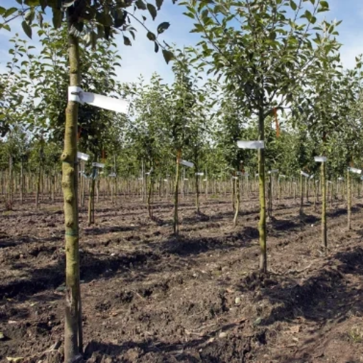 Image de Etiquettes pvc à crans 16 cm x 1,3 cm blanc x 1000