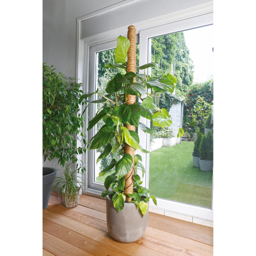 Image de Tuteur COCO - D70 X 1M90 - Unité