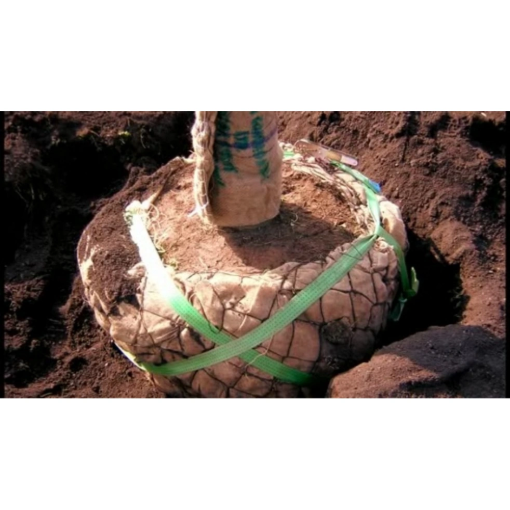 Image de Kit ancrage de motte 3 points pour arbre 40/45 à 60/70 et jusqu'à 11m - Le kit