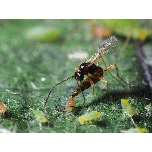 Image de APHIDAXIX - mélange 6 parasitoïdes - pucerons - 300987 - flacon