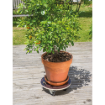 Image de SUPPORT ROULANT BOIS TRES RESISTANT - 200 KG - 40 cm ROND - Unité