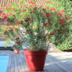 Image de POT TOSCANE D 80  H 66 cm 170 L - rouge rubis