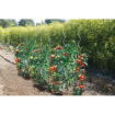 Image de Tuteur Tomate Spirale 7mm - 1m80 GALVA