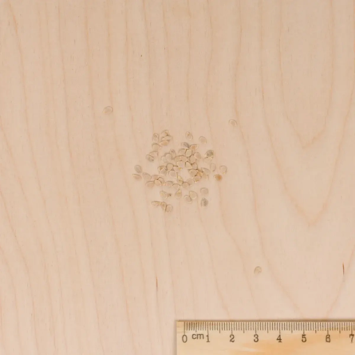 Image de TOMATE BUFFALO ST HF1 VL 2 765 BUFFALO - Le sachet