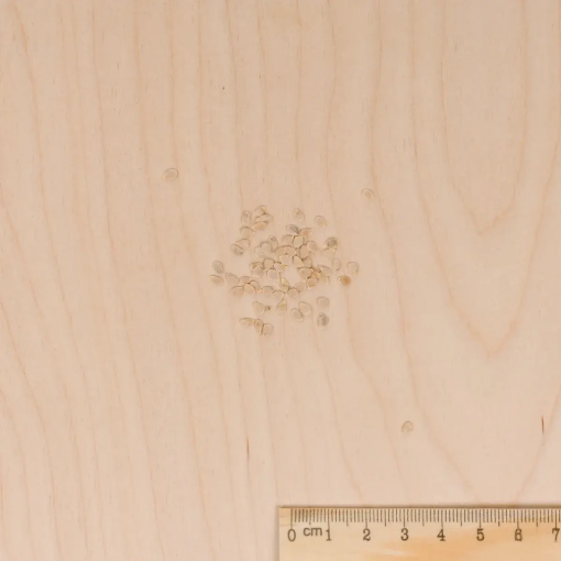 Image de TOMATE ROMA VL0 Légumes d'autrefois - Le sachet