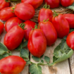Image de TOMATE ROMA VL0 Légumes d'autrefois - Le sachet